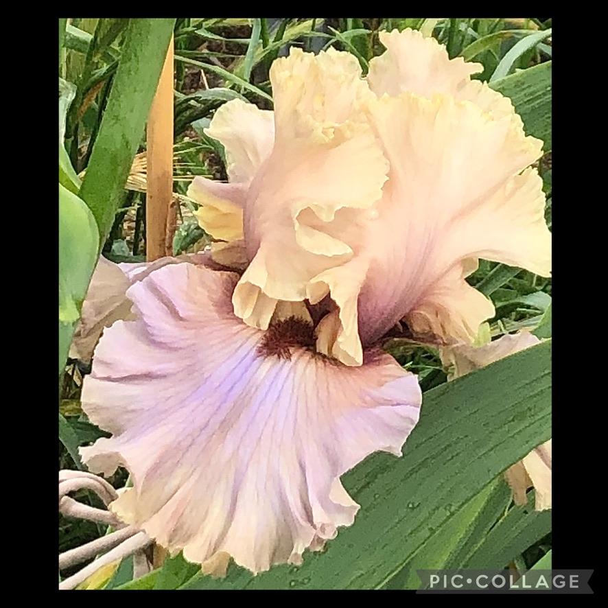 Photo of Tall Bearded Iris (Iris 'Enter the Dragon') uploaded by LizzyLegs