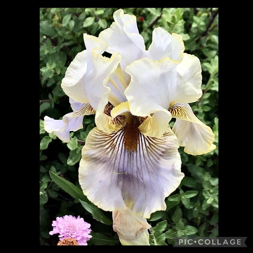 Photo of Tall Bearded Iris (Iris 'Green and Gifted') uploaded by LizzyLegs