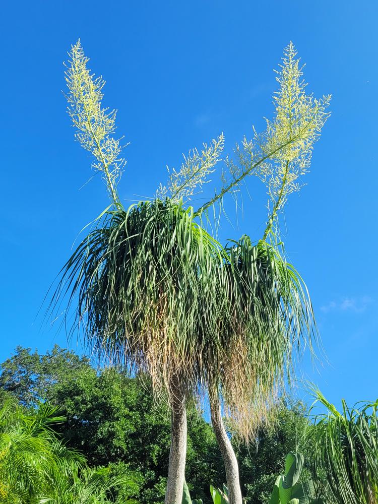 Photo of Ponytail Palm (Beaucarnea recurvata) uploaded by MySecretIslandGarden