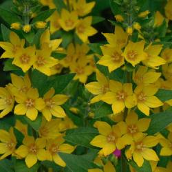 Location: Eagle Bay, New York
Date: 2022-06-28
Yellow Loosestrife (Lysimachia punctata) blooming