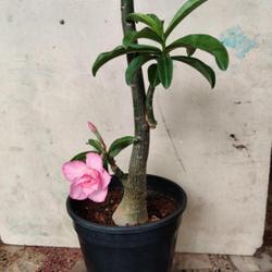Location: Parchur, Andhra Pradesh, India
Date: 2022-06-28
First time blooming Of my grafted plant