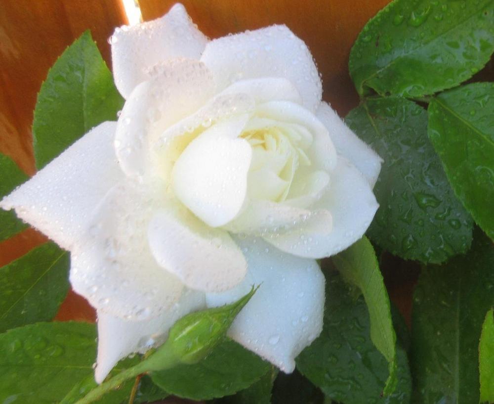 Photo of Rose (Rosa 'Iceberg') uploaded by janelp_lee