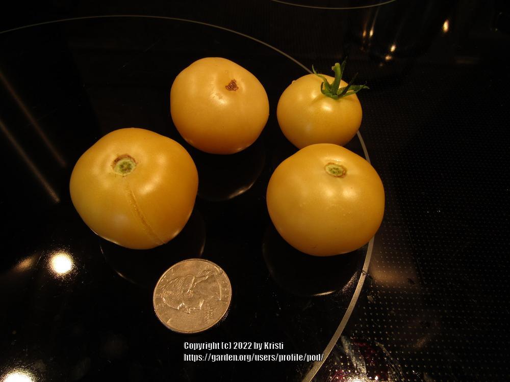 Photo of Tomato (Solanum lycopersicum 'Cerise Orange') uploaded by pod