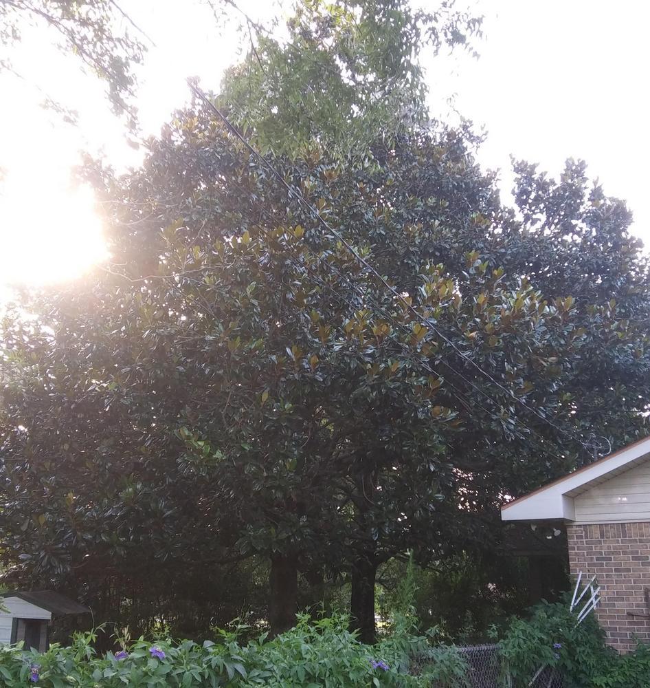 Photo of Southern Magnolia (Magnolia grandiflora) uploaded by purpleinopp