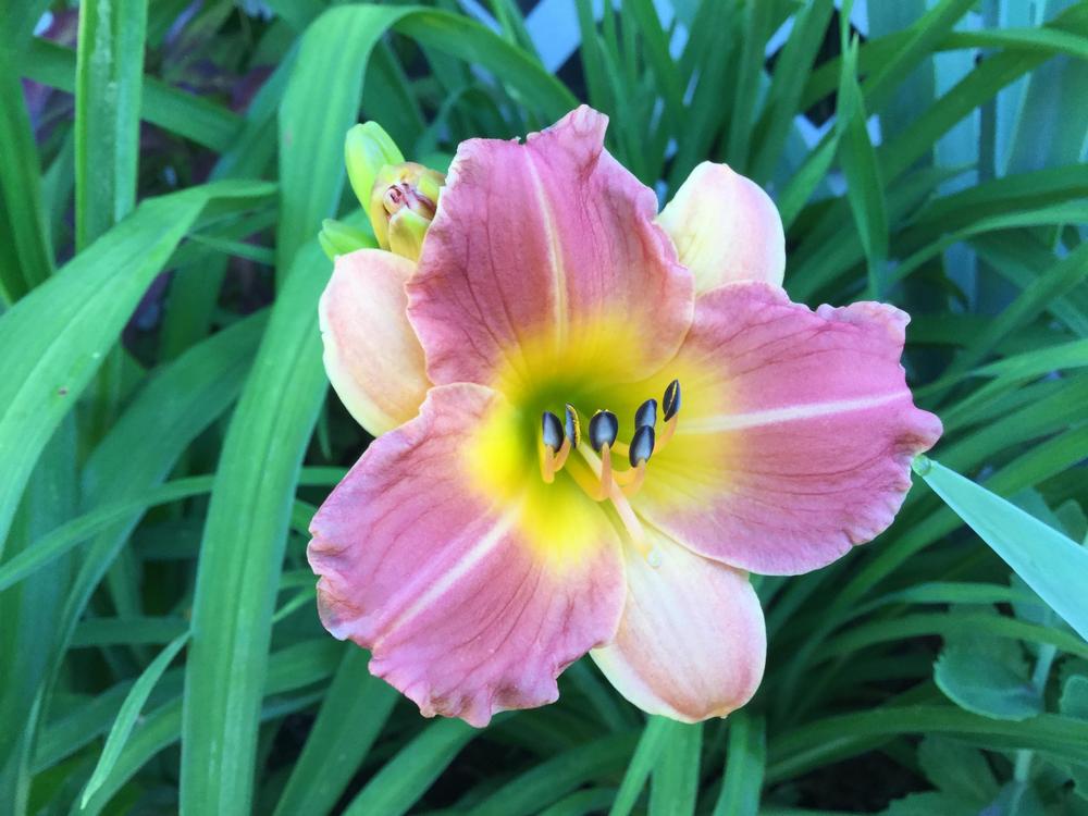 Photo of Daylily (Hemerocallis 'Prairie Blossoms') uploaded by robertduval14