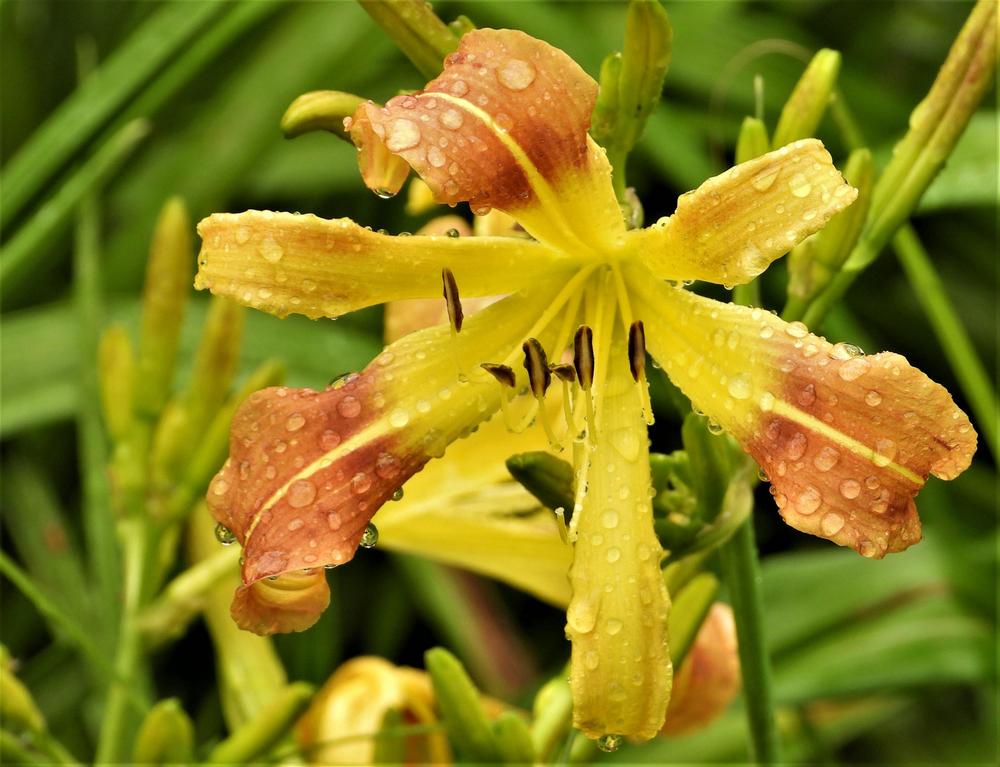 Photo of Daylily (Hemerocallis 'A Tick Kissing a Moose on a Wednesday') uploaded by CousinChristie