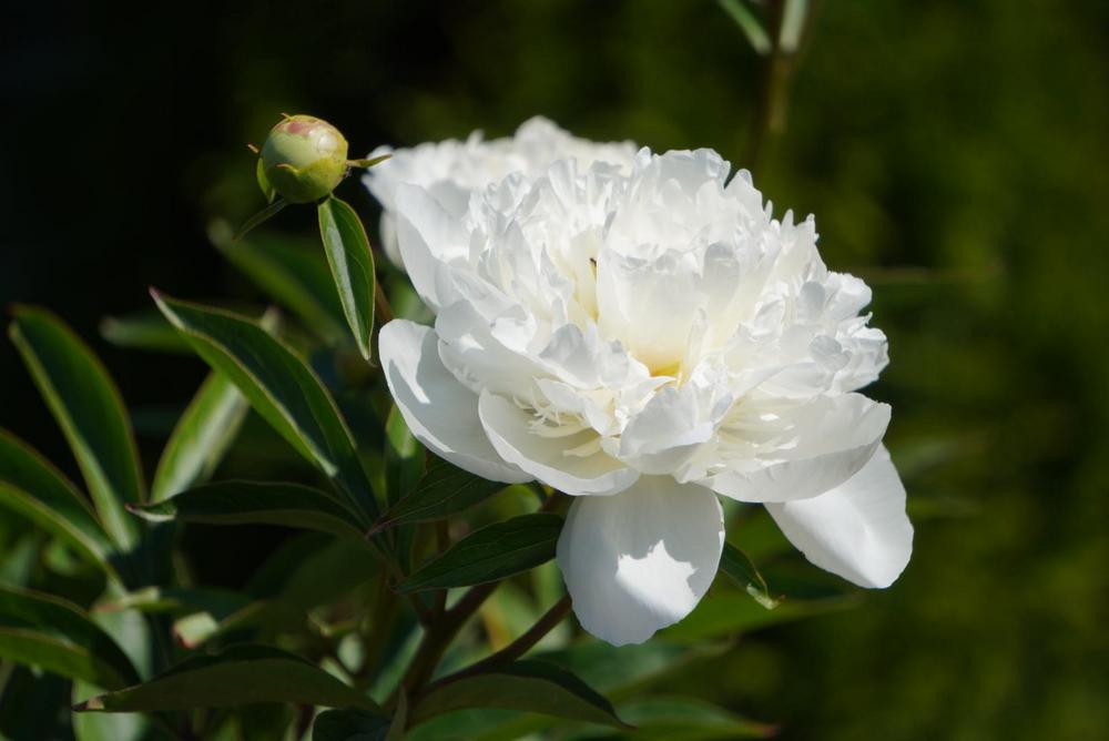 Photo of Peony (Paeonia lactiflora 'Duchesse de Nemours') uploaded by D3LL