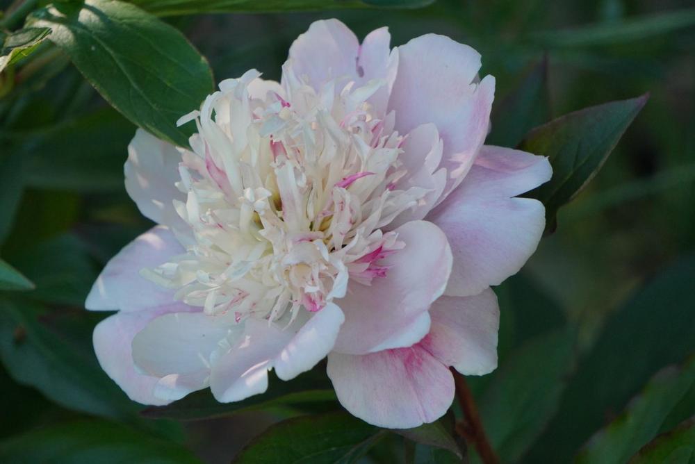 Photo of Peony (Paeonia lactiflora 'Do Tell') uploaded by D3LL