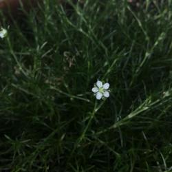 
Pretty, delicate little blooms