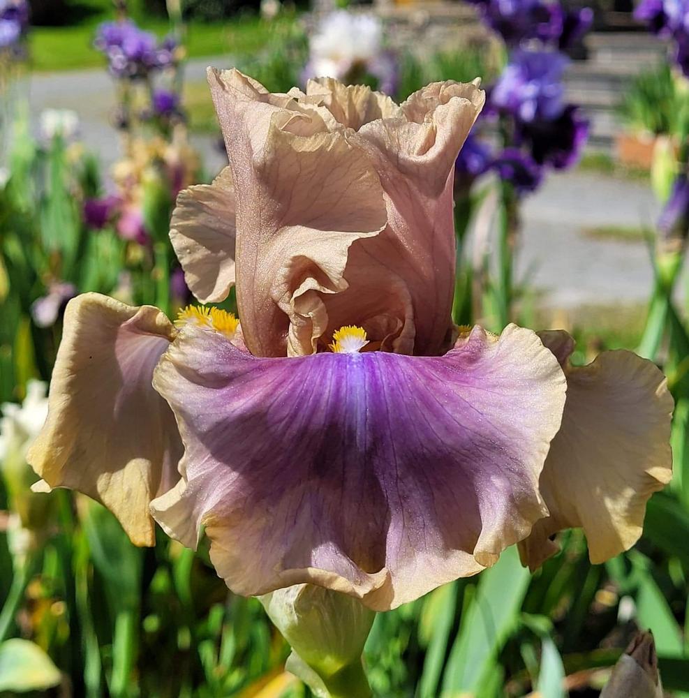 Photo of Tall Bearded Iris (Iris 'Jaźwin') uploaded by LynnOwen