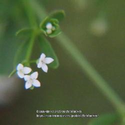 Location: Hoffman, NC (McKinney Fish Hatchery)
Date: June 27, 2022
Hairy bedstraw #253. RAB page 986, 173-10-5. LHB page 927, 187-2 