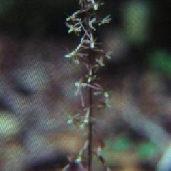Location: Southern Pines, NC (Weymouth Woods Sandhills nature preserve)
Date: August 13, 1984
Crane fly orchid #250 (vintage #5);  RAB p. 359, 49-16-1. AG p. 4