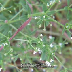Location: Hoffman, NC (McKinney Fish Hatchery)
Date: June 27, 2022
Hairy bedstraw #253; RAB page 986, 173-10-5; LHB page 927, 187-2-