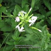 Soapwort #254. RAB page 446, 71-15-1. AG page 83, "Name from 'sap