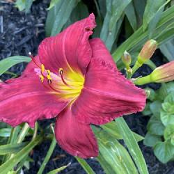Location: My garden, Willow Valley Communities, Willow Street, Pennsylvania
Date: 2022-06-29
First flower ever in my garden.