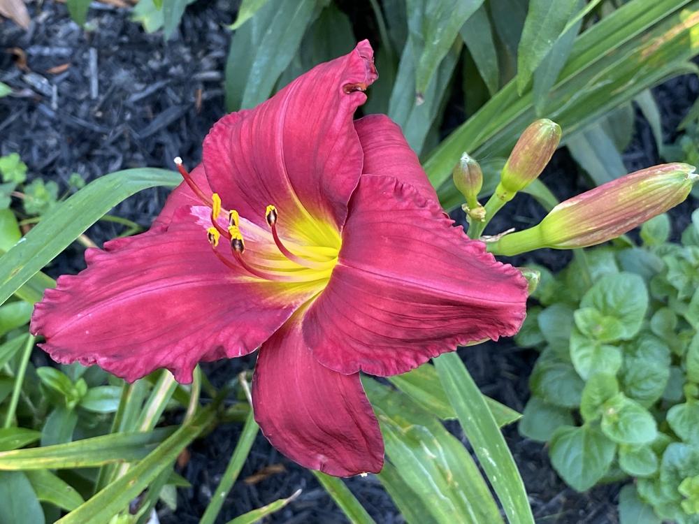Photo of Daylily (Hemerocallis 'Her Best Bloomers') uploaded by csandt
