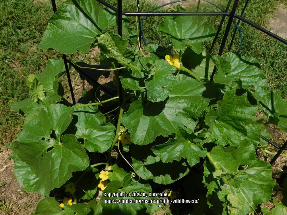 Photo of Charentais Melon (Cucumis melo var. cantalupo 'Petit Gris de Rennes') uploaded by wildflowers