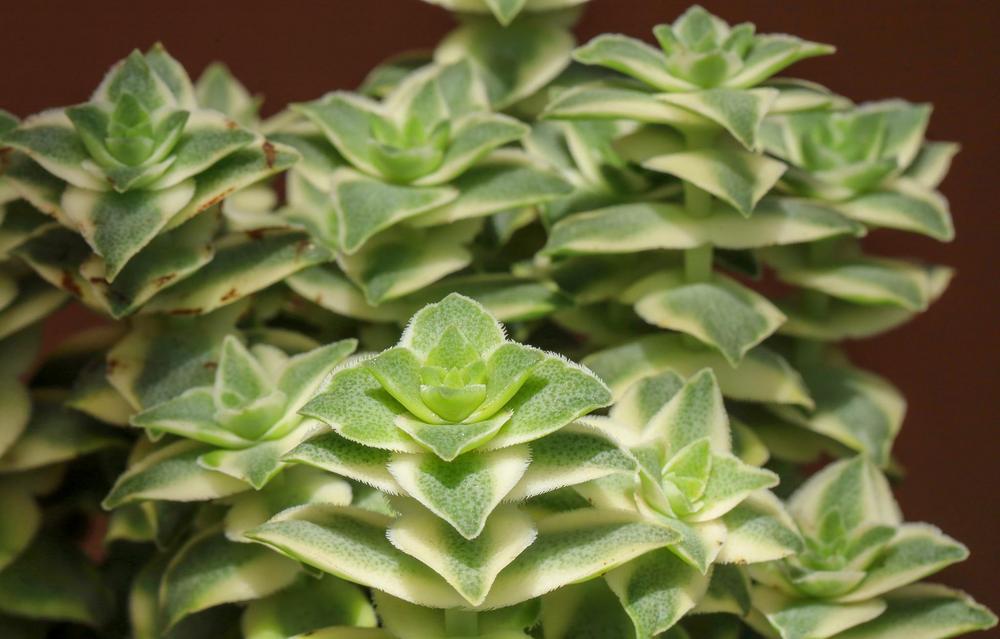 Photo of Variegated String of Buttons (Crassula perforata 'Variegata') uploaded by Baja_Costero