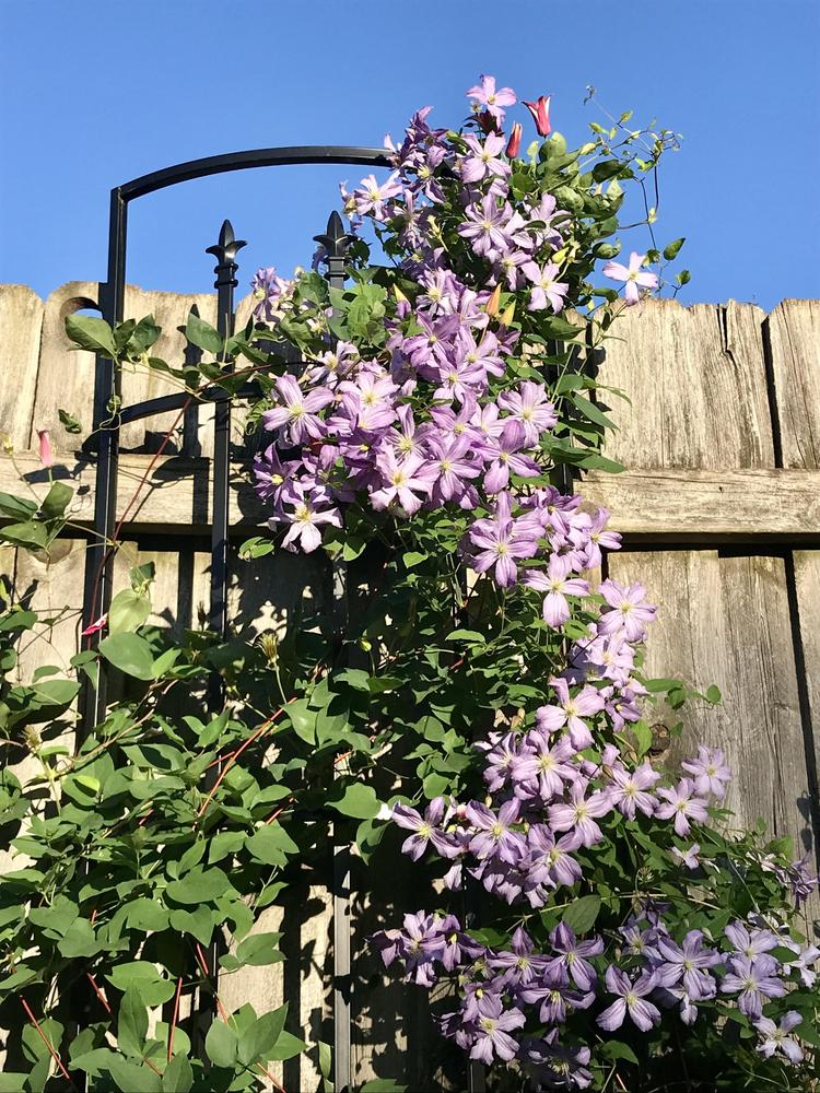 Photo of Clematis 'Prince Charles' uploaded by BeautifulRoots
