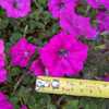 Closeup of Petunia Easy Wave Violet bloom with English/metric rul