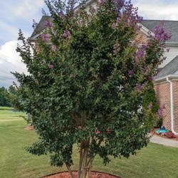 Location: Gwinnett County, GA
Date: 2022-06-29
Third day of blooming on seven year old Catawba Crepe Myrtle.  On
