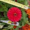 Closeup of Zinnia Dreamland Mix bloom with English/metric ruler f