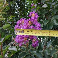 Location: Gwinnett County, GA
Date: 2022-06-29
Cluster of blooms on Catawba Crepe Myrtle with English/metric tap