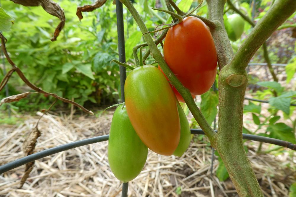 Photo of Tomato (Solanum lycopersicum 'Juliet') uploaded by LoriMT