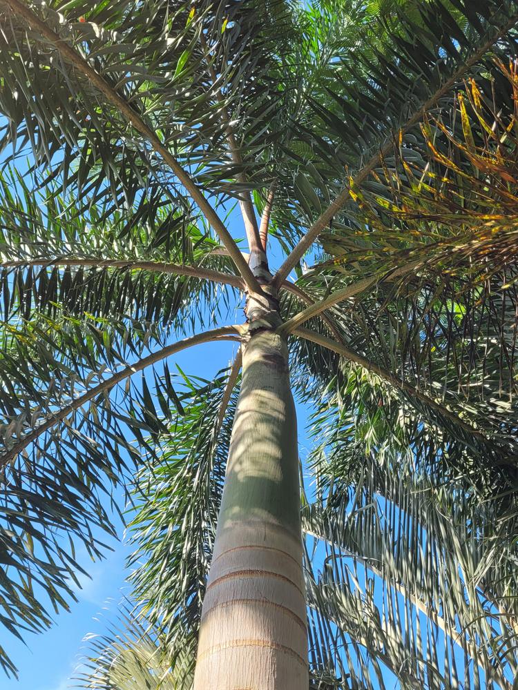 Photo of Foxtail Palm (Wodyetia bifurcata) uploaded by MySecretIslandGarden