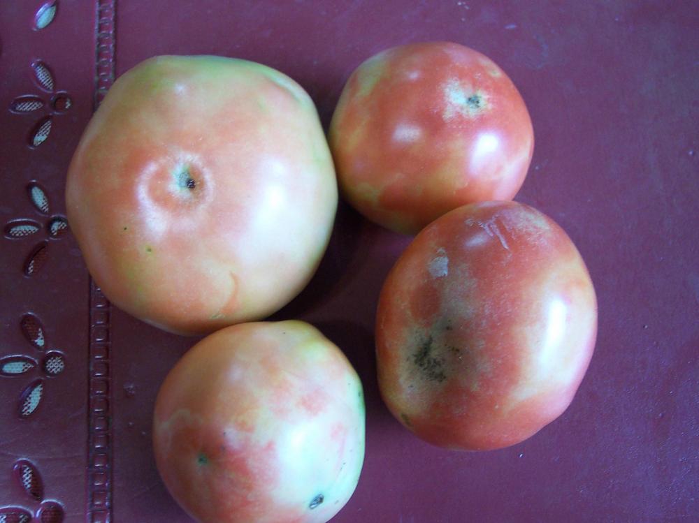 Photo of Tomato (Solanum lycopersicum 'Mountain Rouge') uploaded by farmerdill
