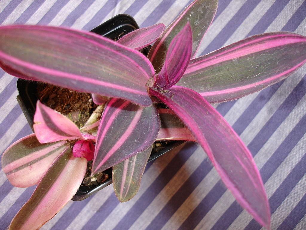 Photo of Variegated Purple Heart (Tradescantia pallida 'Pink Stripe') uploaded by robertduval14