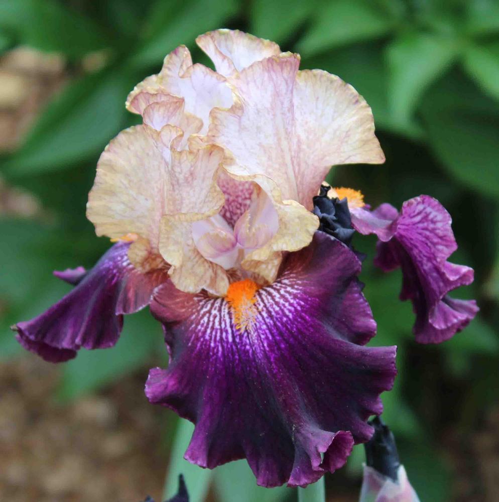 Photo of Tall Bearded Iris (Iris 'Seal a Deal') uploaded by Bloombuddie