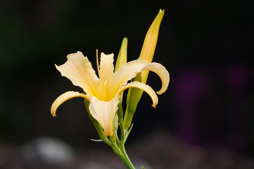 Photo of Daylily (Hemerocallis 'Plemplem') uploaded by D3LL