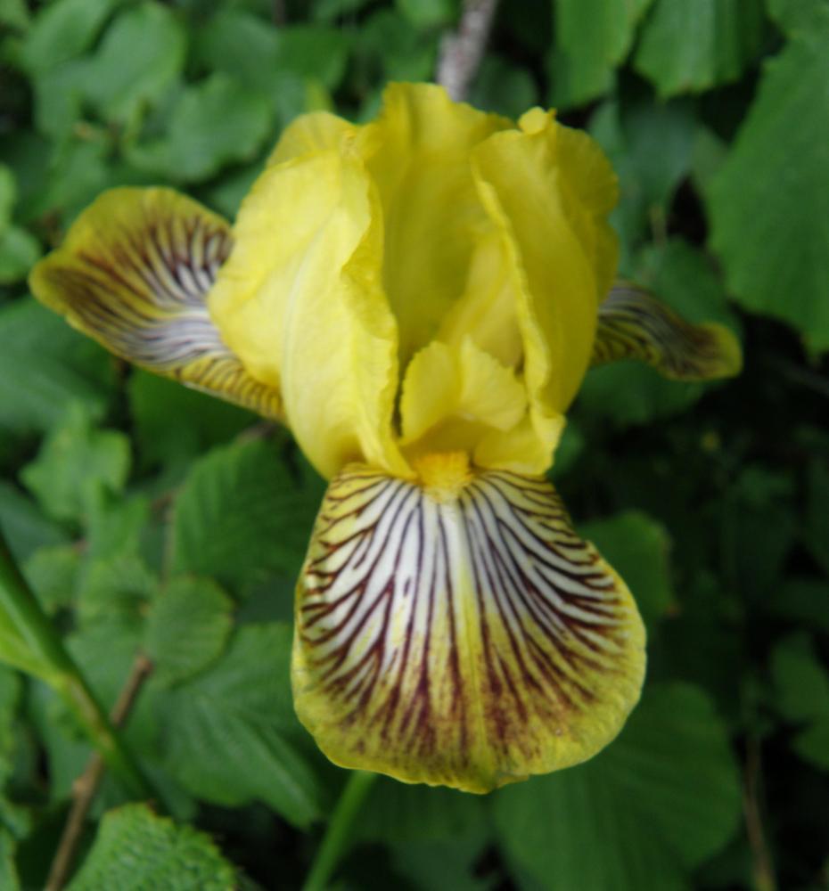 Photo of Miniature Tall Bearded Iris (Iris 'Tic') uploaded by IrisLilli