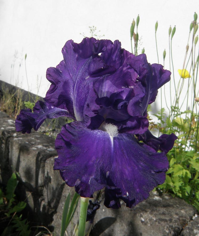 Photo of Tall Bearded Iris (Iris 'Spot de Lumière') uploaded by IrisLilli