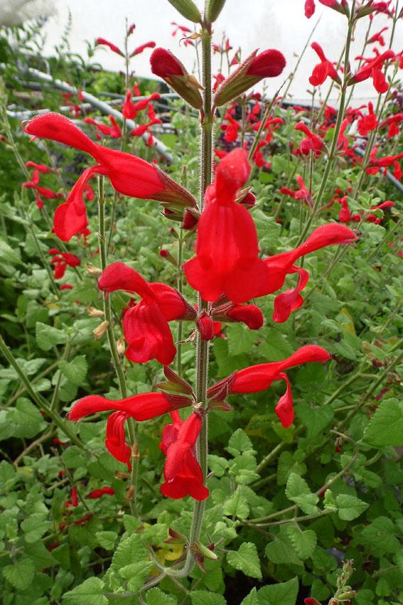 Photo of Red Mountain Sage (Salvia darcyi) uploaded by Joy