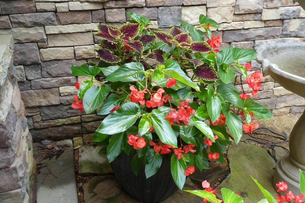 Photo of Dragon Wing Begonia (Begonia Dragon Wing® Red) uploaded by LoriMT
