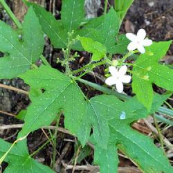Location: Florida
Date: 2021-05-15
A native plant in Florida, I saw it along a riverbed.