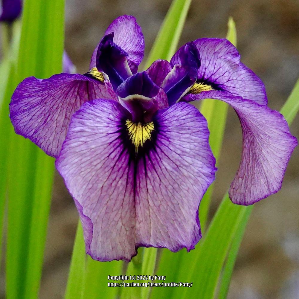 Photo of Species X Iris (Iris 'Kurokawa-Noh') uploaded by Patty