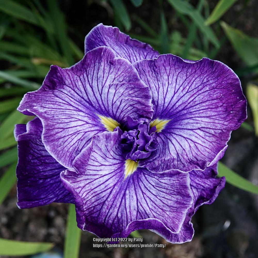 Photo of Japanese Iris (Iris ensata 'Blue Line Dance') uploaded by Patty
