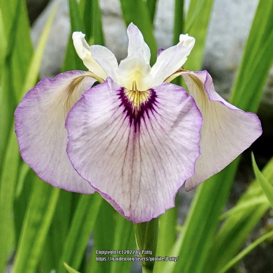 Photo of Species X Iris (Iris 'Lawton Ridge') uploaded by Patty