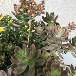 Location: My garden in Tampa, Florida
Date: 2022-07-02
My blooming succulent sedeveria sorrento.