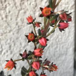 Location: My garden in Tampa, Florida
Date: 2022-07-02
Blooms of my Echeveria Licorice.