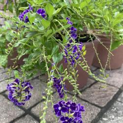 Location: My garden in Tampa, Florida
Date: 2022-07-02
My clearance rescue Duranta purple.