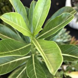 Location: My garden in Tampa, Florida
Date: 2022-06-30
The leaves are similar any other adenium Obesum.