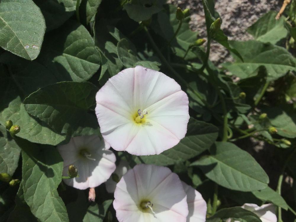 Photo of Field Bindweed (Convolvulus arvensis) uploaded by Johannian