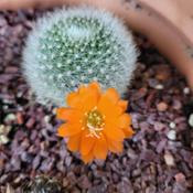 Cute little cactus