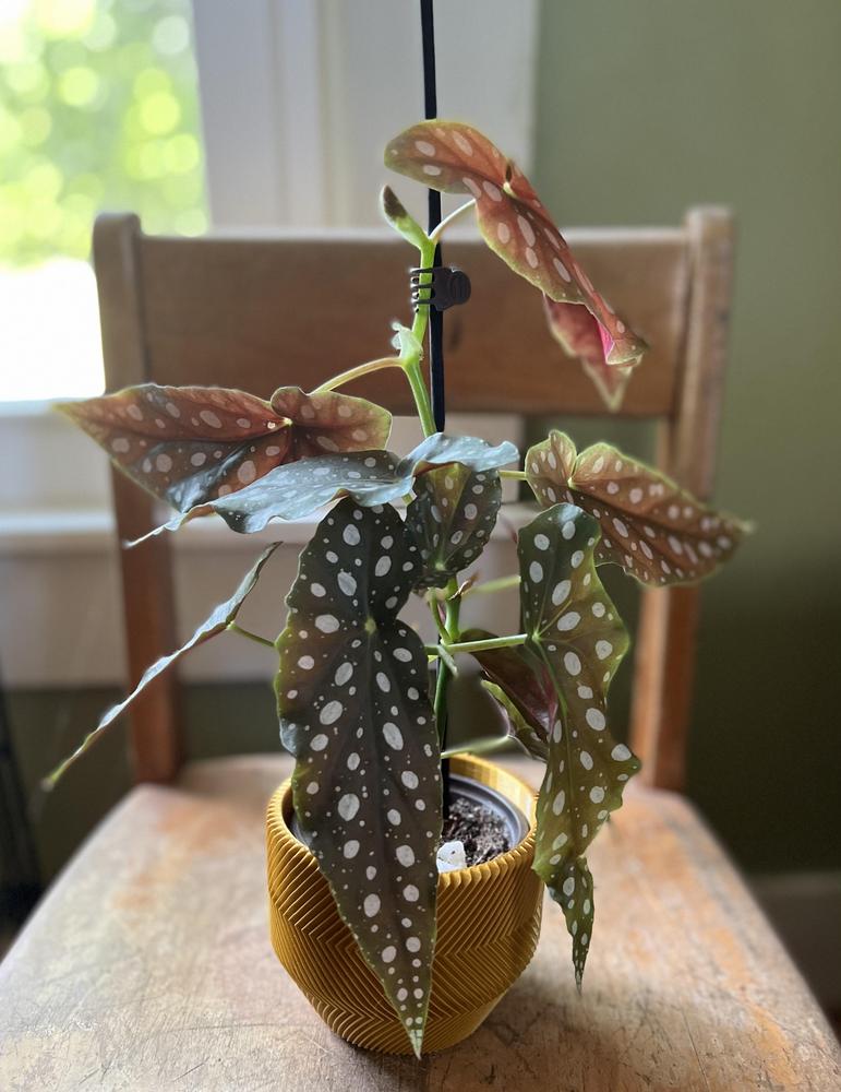 Photo of Polka Dot Begonia (Begonia maculata) uploaded by TennCay