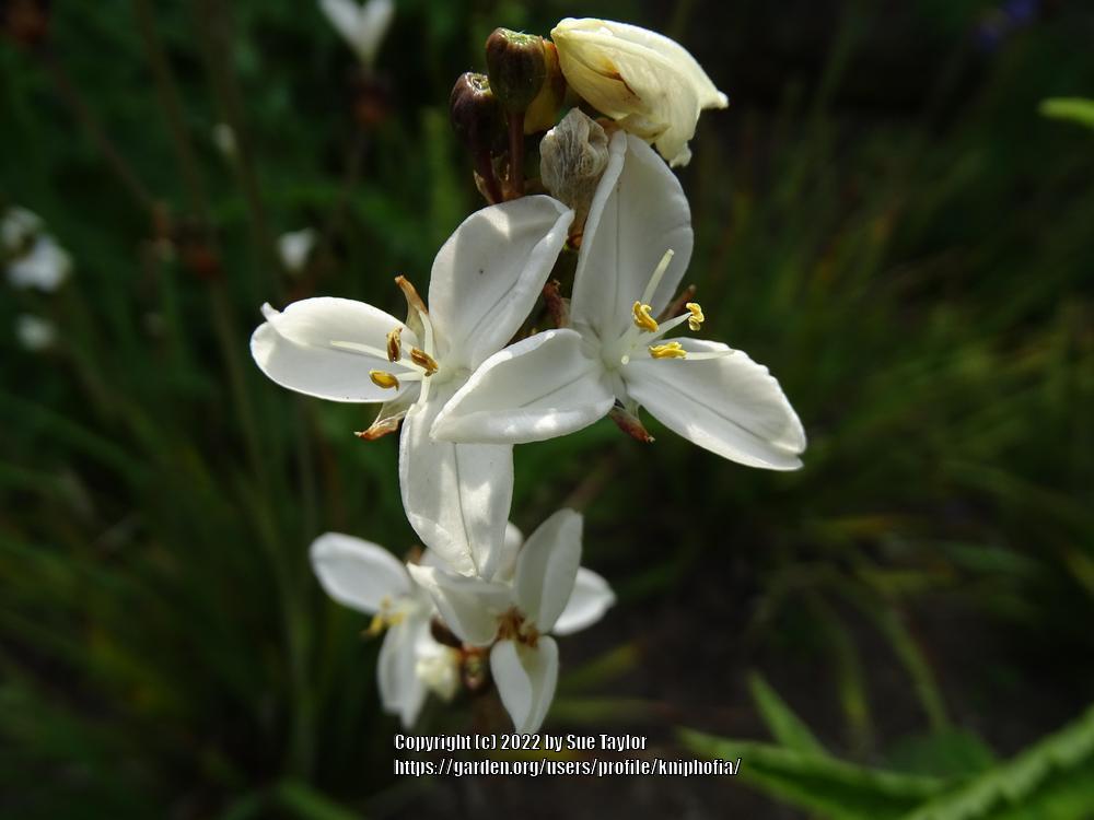 Photo of New Zealand Iris (Libertia grandiflora) uploaded by kniphofia
