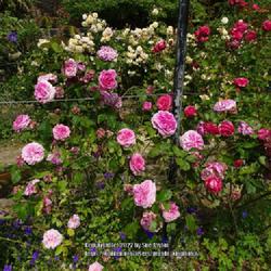Location: Helmsley Walled Garden, Yorkshire UK
Date: 2022-06-24
In a memorial garden for Linda Weyer